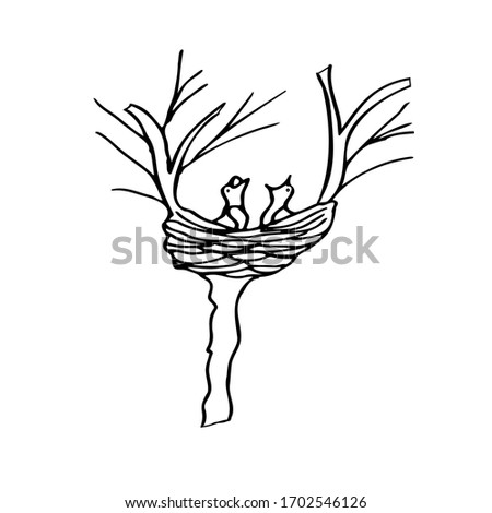 Two hungry chicks in the nest are waiting for their mother, opened their beaks and scream. A nest of branches on a tree among two branches. Spring, tree without leaves.