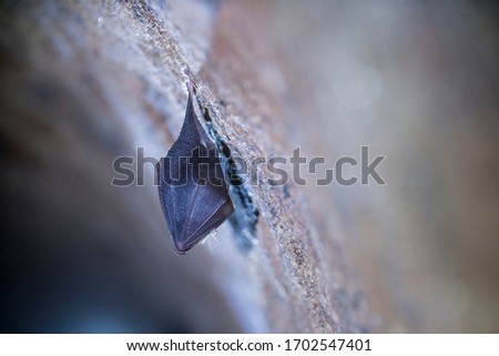 Close up small sleeping lesser horseshoe bat covered by wings, hanging upside down on top of cold arched brick cellar and hibernate. Creative wildlife