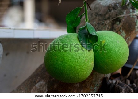 Pomelo, ripening fruits of the pomelo, natural citrus fruit, green pomelo hanging on branch of the tree on background of green leaves, close-up