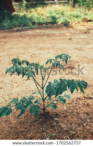 Plant on brown soil background
