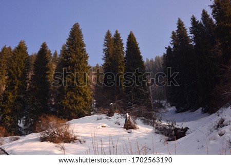 View of tall spruce trees in the Tien Shan mountains in winter, Almaty