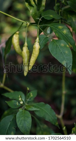 Young chili is yellow on the tree
