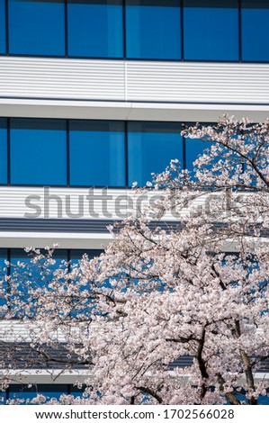 Blooming cherry trees in front of the office building. Tokyo, Japan.
