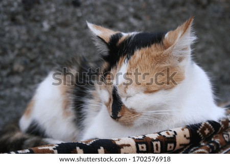 a picture of cute cat in the garden