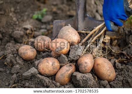 
digging a tuber of young potatoes from the ground