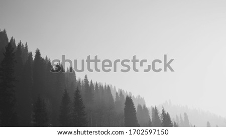 Silhouettes of spruce trees on a mountainside against the sky. Black and white photography