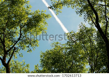 White stripe from the plane on the green crown of trees. The green crown of a tree on a blue sky.