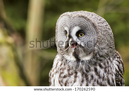 Grey owl portrait on the forest background