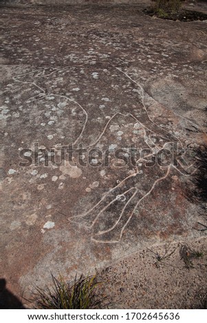 Dharawal etchings or petroglyphs, Bundeena NSW Australia. A rock etching of a man and kangaroo, ancient  Aboriginal rock platform carvings
