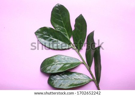 Tropical fresh leaf. Exotic branch. Pink background. Flat lay, top view. Minimal nature summer concept. Horizontal layout.