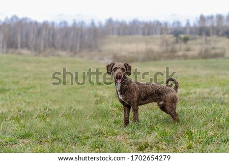 Spanish Water Dog. Young Happy dog playing outside, jumping, walking, running freely in an open green grass field. Dog portrait, neutral background, bright blue sky. Natural lighting