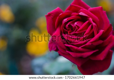 Rose flower in garden with soft color background