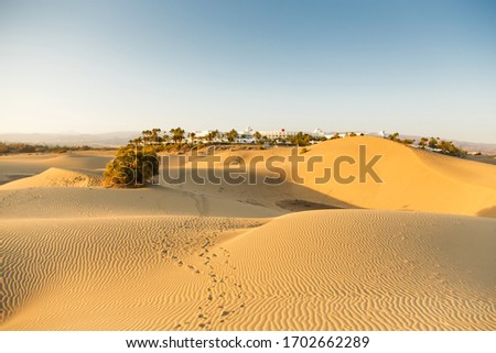 Gold desert in sunset. Canary Islands, Canaries. Grand Canary. Maspalomas, Resort Town Royalty-Free Stock Photo #1702662289