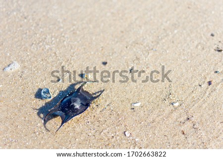 The egg of a ray on the beach in the Netherlands. The black egg is focused in front of the light yellow sand.