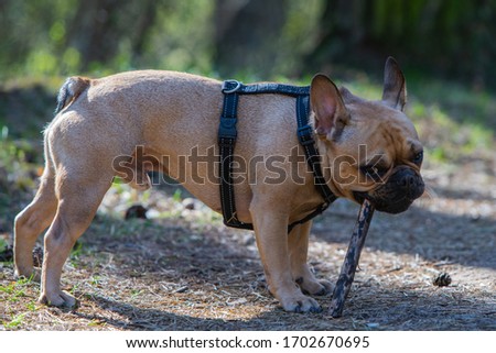 Beautiful adorable cute french bulldog in forrest eating stick