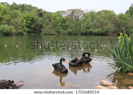 beautiful black Swan floating on the a lake surface, The lake is called The Swan Lake in Chengdu