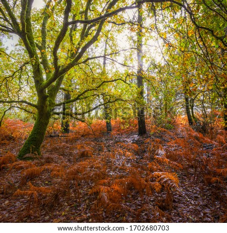 Delightful Light Filtered Through the Foliage of Mossy Autumn Oak Trees in a Forest with Ground Covered in Red Ferns