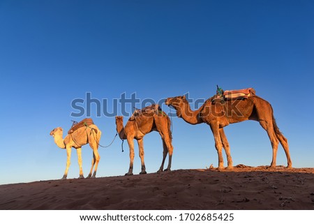 Dromedary caravan in Erg Chigaga at sunrise. Erg Chigaga is of two major Saharan ergs of Morocco and due its relatively difficult to access, dromedary are often used as transportation Royalty-Free Stock Photo #1702685425
