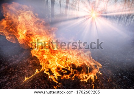 Arson of dry grass leads to mass fires, the death of plants and animals, birds, the destruction of forests, houses burn. Poisonous gases, carcinogen, are released into the air.