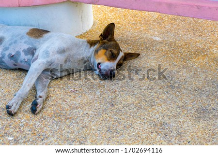 A street dog that is sleeping peacefully.