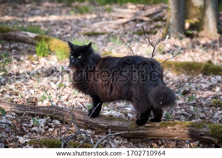 Norwegian Forest Cat in wilderness