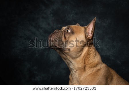 French Bulldog pictures against a background, studio portrait