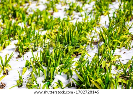 Suddenly snowed in spring. Green sprouts of flowers on a lawn in the frost close-up.