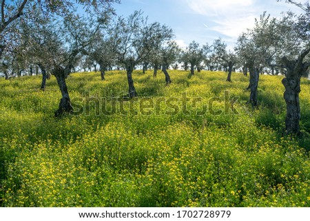 A beautiful Olive trees agricultural field full of yellow flowers blooming on a sunny day during sunset time. An idyllic landscape of farming lands at Extremadura countryside