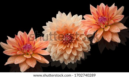 Creative composition with the image of flowers on black glass. Dahlias close-up. Background picture, screensaver, wallpaper.