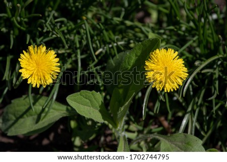 Yellow dandelions. Bright flowers dandelions on background of green spring meadows. Dandelion