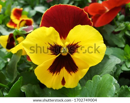 Yellow and Black Flower Pansies closeup of colorful pansy flower, pot plant.