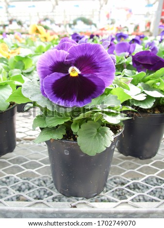 Purple Flower Pansies closeup of colorful pansy flower with yellow center, flower pot plant.