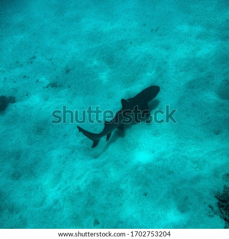 Above a shark at 25 meters deep