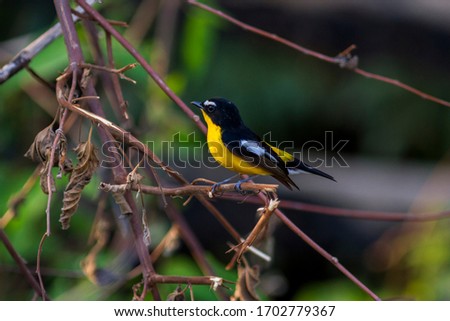 The yellow-rumped flycatcher, Korean flycatcher or tricolor flycatcher is a species of flycatcher found in eastern Asia. 