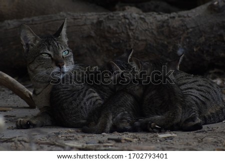 Mommy cat feeding three kittens