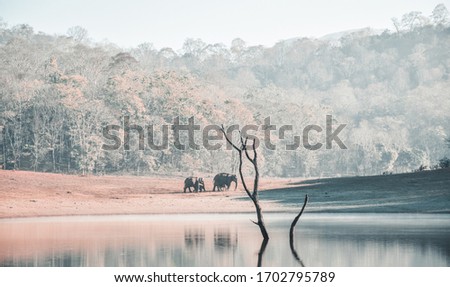 Picture of elephants in the Periyar National Park