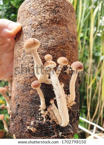 Close-up of a woman carrying a matsumake mushroom Sprouted Yanaki mushrooms can be used for cooking in the household.