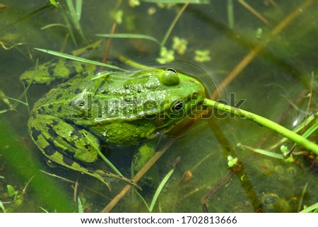 The real frog (lat. Ranidae) is a family of tailless amphibians.
 Royalty-Free Stock Photo #1702813666