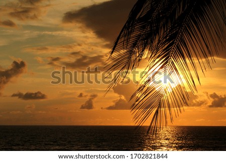 palm tree branch on the beach at sunset