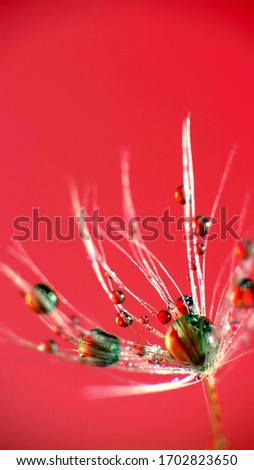 Water drops on dandelion seed  with blurred  pats in the image