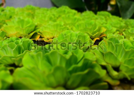 Green Nature Water Plant Photography