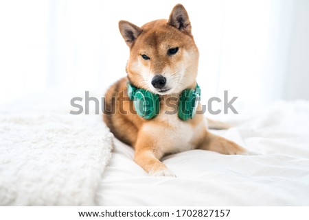 Shiba Inu dogs with headphones, listening to music safely.