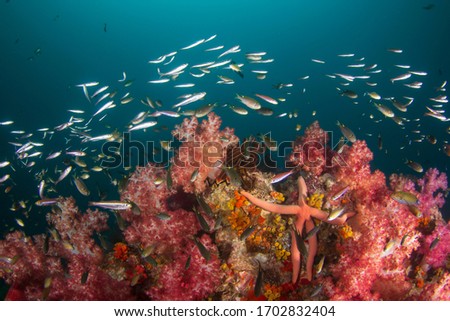 Underwater coral reef and fish 