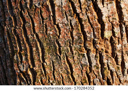 A close-up picture of a tree bark