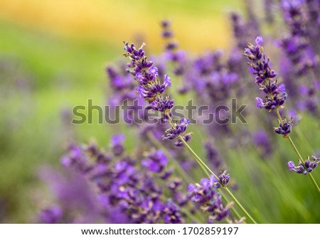 Lavender flowers on blooming field 