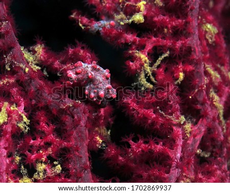 Pygmy seahorse, Hippocampus bargibanti on Gorgonian fan coral Boracay Philippines