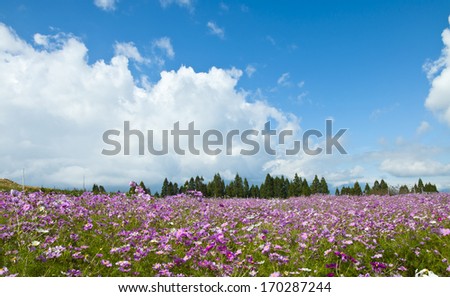 purple chrysanthemums bloom on the high mountain at Taiwan