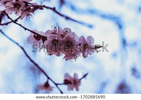 Sakura Blossom Branch. Chinese Cherry Blossom Petals. Spring Season. Floral Background. Leaves Flower Air. Blooming Wallpaper.