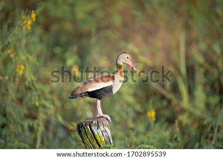 Brazilian Pantanal Wild Bird (Pantanal of Mato Grosso) - Marreca-cabocla / asa-branca / Dendrocygna autumnalis