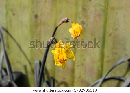 Wilting daffodils in spring in England Royalty-Free Stock Photo #1702906510